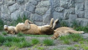 Como sigamos dándonos la gran vidorra, el crack nos va a pillar tomando el sol