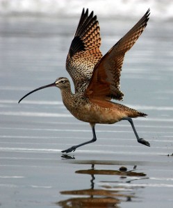 Cómo ser libre y volar o salir por patas. ¡Da lo mismo!