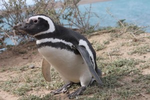 La banca se viste de pingüino para reclamar la pasta a los que no pagan la hipoteca