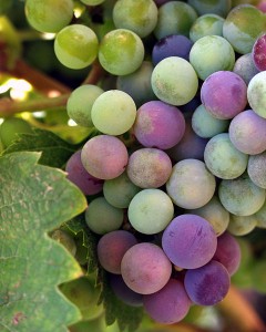 Espero que mañana no se te atraganten las uvas y que en 2012 no se te atraganten las cuotas de la hipoteca