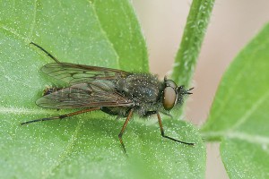 Es la mosca cojonera que necesitábamos para cambiar el sistema