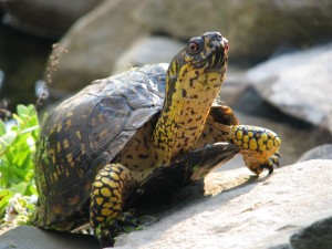 Comparto caparazón en el campo para luego irme a tu caparazón en la playa