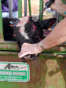 Por fin alguien coge el toro por los cuernos para que no nos pille el toro