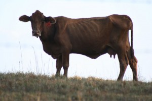 Tiempo de vacas flacas o cuando la vaca no da para más