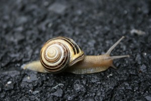 Este proceso es como un caracol: lento, enroscado, baboso y con puesta de cuernos incluida