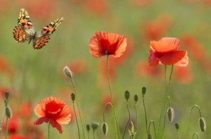 El tipo fijo ha pasado de gusano a mariposa en cero coma